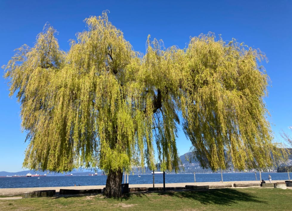 Dancing Willow room at Blue Ridge Abbey Carriage House