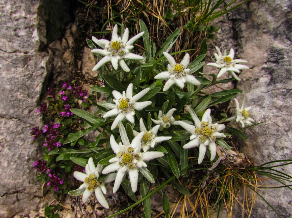 Edelweiss room at Blue Ridge Abbey Carriage House