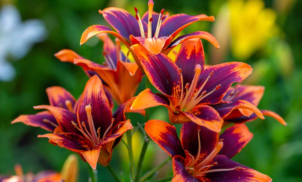 Daylily room at Blue Ridge Abbey Carriage House